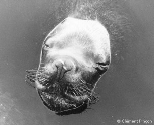 Un bébé « loup de mer » se reposant sur le dos de sa mère. Canon APS 300 mm Chili, 2001 © Clément Pinçon