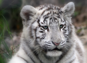 Tigre blanc, butinage, Mont Saint-Michel, Graphique.