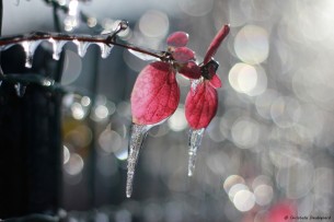 Le 26 décembre 2010, la glace a recouvert toute la végétation, donnant l’impression d’être dans un écrin de cristal. (Canon EOS 550D) © Christelle Daubignard