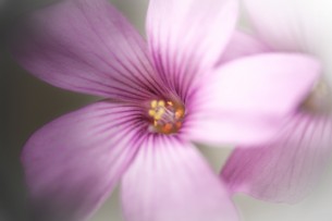 Photo prise à LOGRIAN-FLORIAN (Gard); Canon EOS 50D; 1/60 s; f/5,6; ISO 640.
Photo : Cleomenes ROMERO