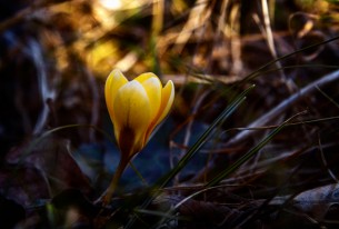 Crocus de février
Exposition: 1/400 s; f/5,6; ISO 200. Manuel, Contrôle évaluatif.
Photo : Cleomenes Romero