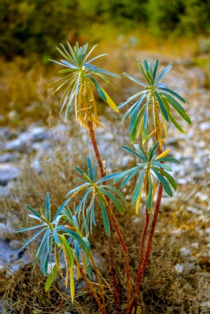 Euphorbe
1/400 s; f/2,8; ISO 250.
L'euphorbe est une plante vivace herbacée.
Photo : Cleomenes Romero