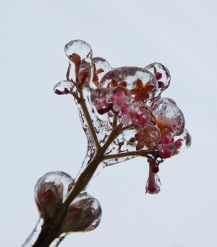 Jardin d'hiver
Photo : Laurence Jund