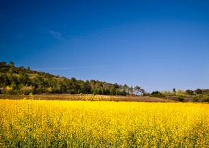 Champ de colza
Objectif : 10-24mm | Exposition : 1/100 s; f/8; ISO 100; Priorité ouverture.
Photo : Cleomenes Romero