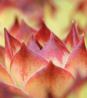 En macrophotographie, la profondeur de champ est minime, et même avec la plus petite ouverture, vous devrez régler la mise au point au millimètre près. Il est alors nécessaire d’apprendre quelles zones rendre nettes, et quelles zones laisser floues.