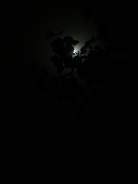 Bout de lune Photo : Arezki NAMOUS