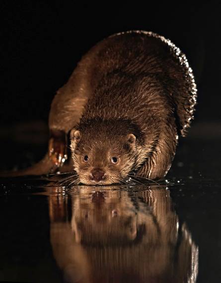 La loutre qui se reflète par Bernard Rome, auteur Dunod