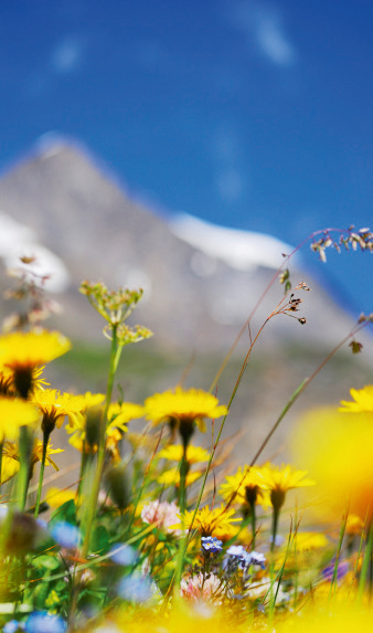 photographier au ras du sol : flore et paysage